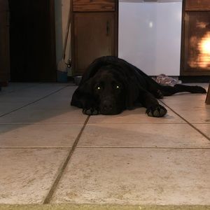 Meet your Posher, Shelby